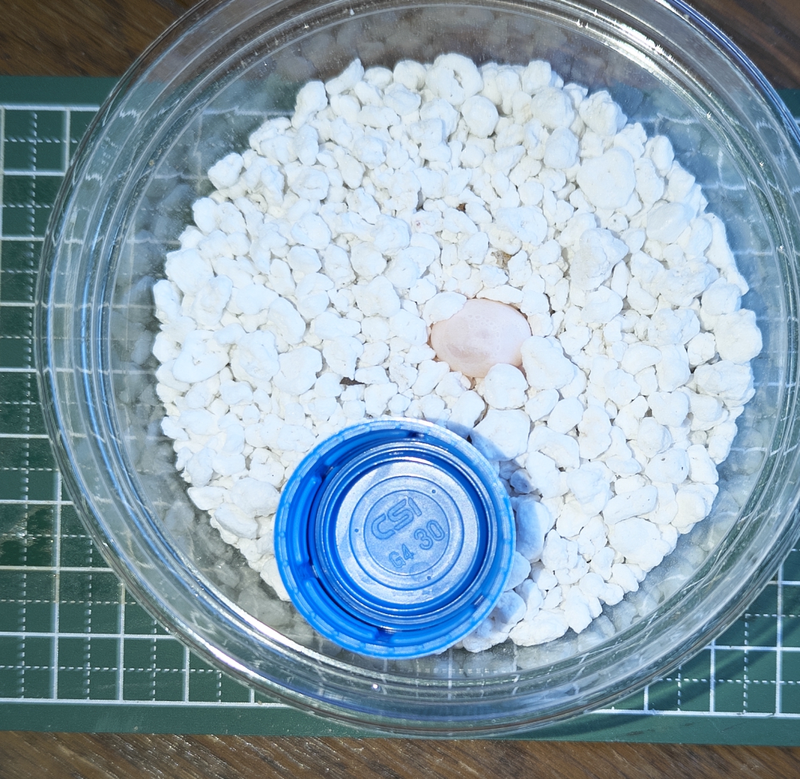 ソメワケササクレヤモリ卵