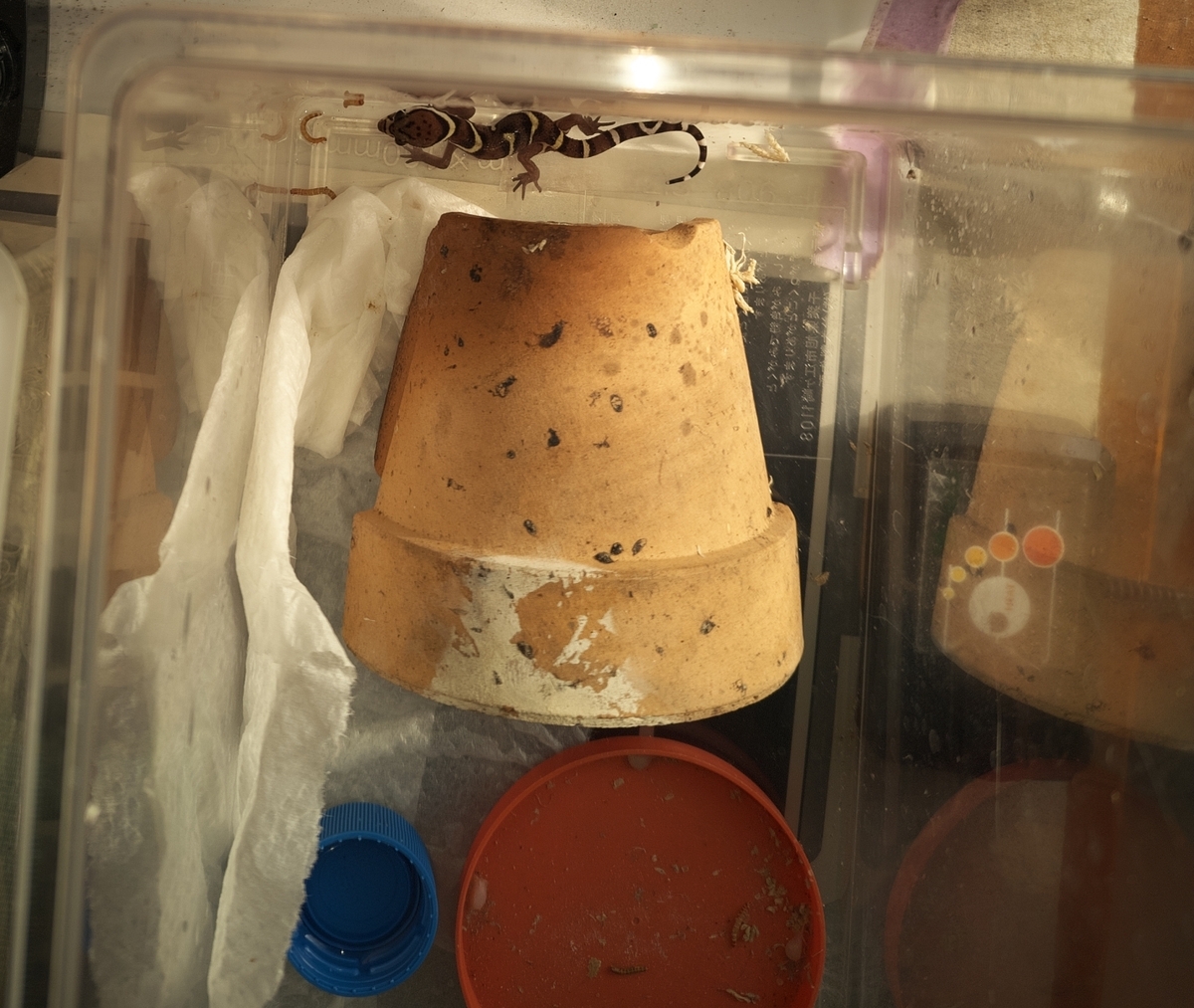 ボウシトカゲモドキcb-baby, 湿＆乾ケース