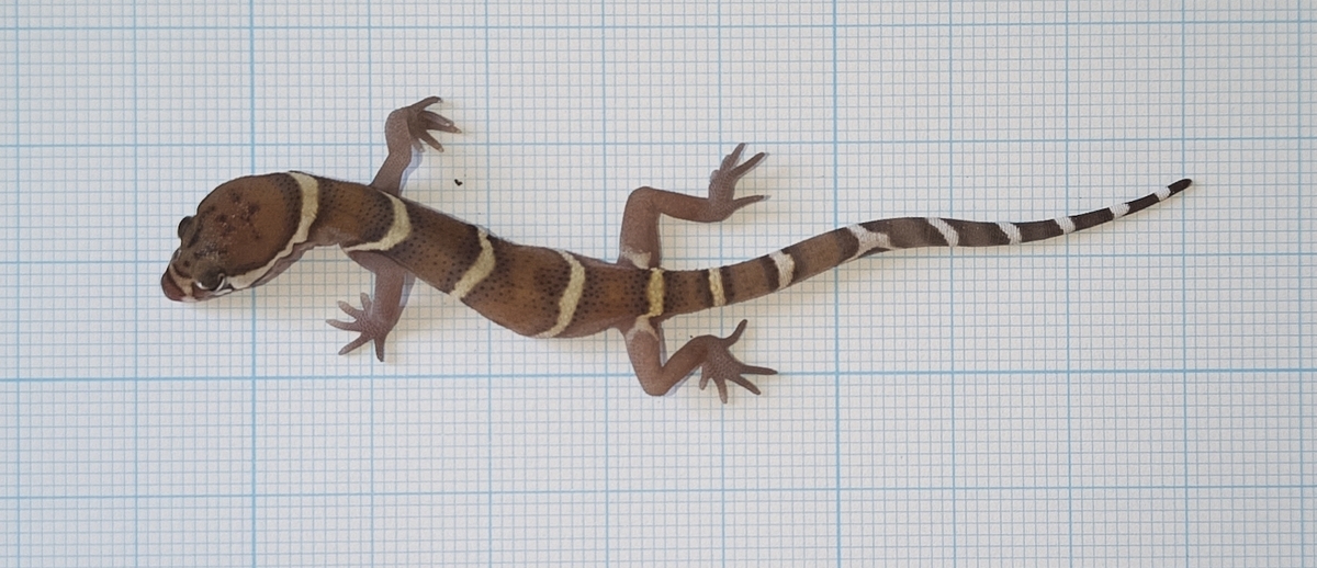 ボウシトカゲモドキ