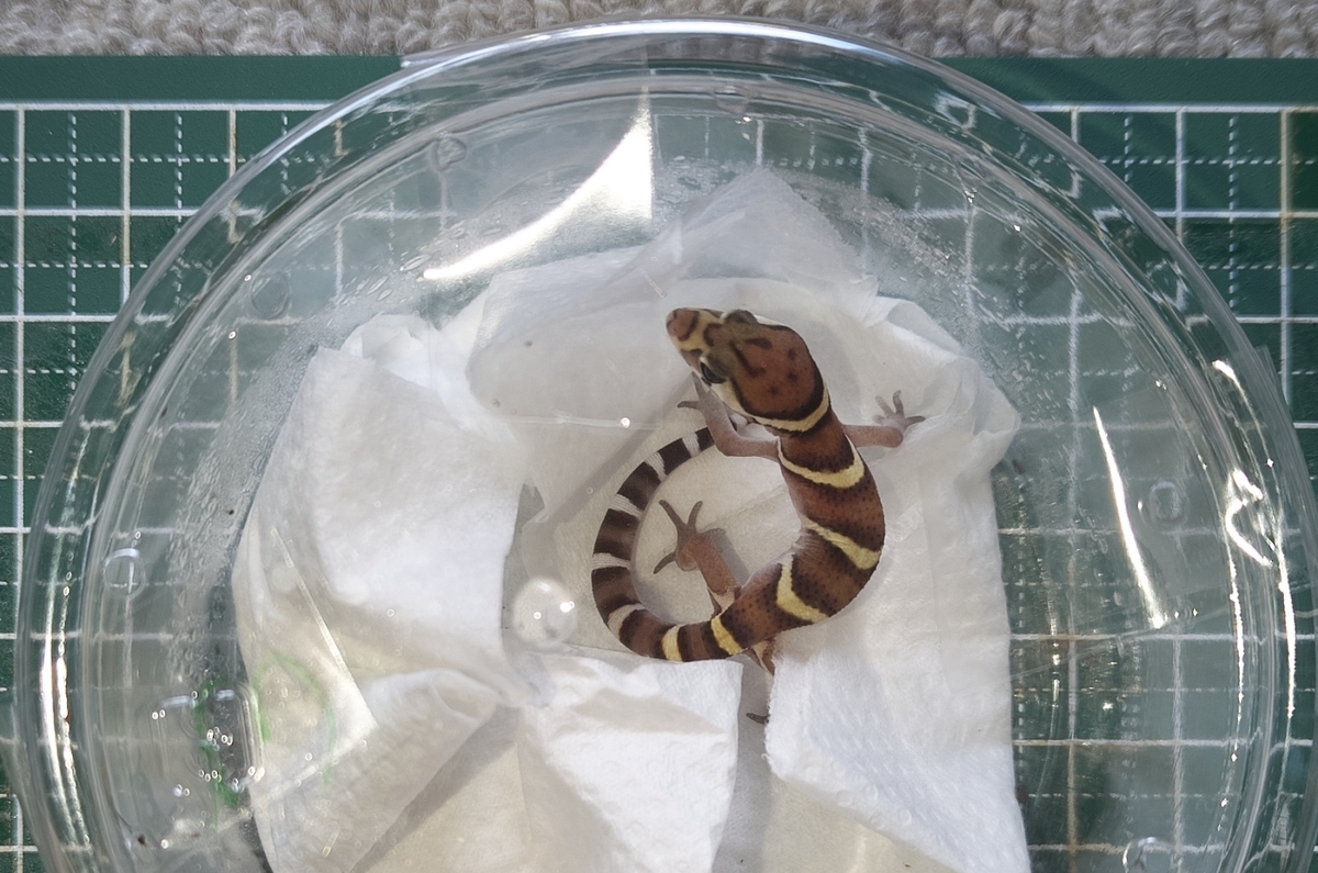 ボウシトカゲモドキ