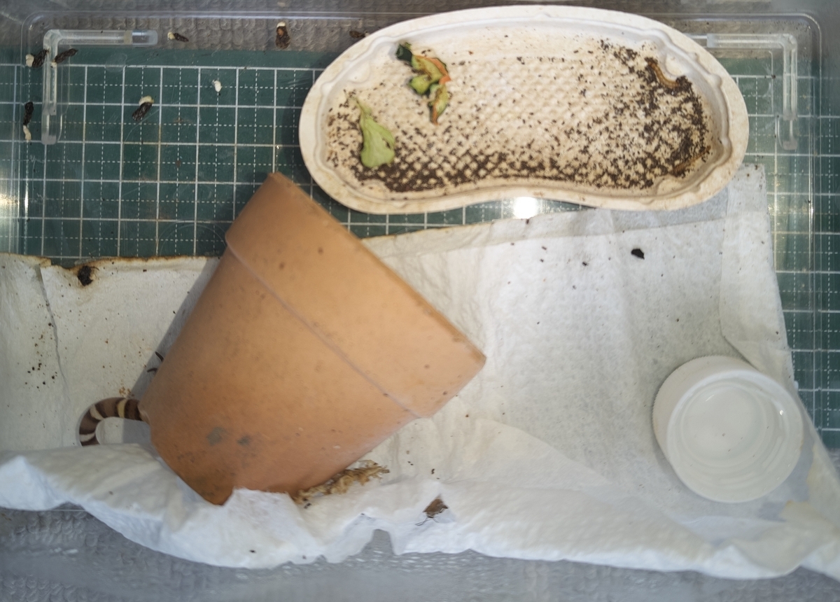 ボウシトカゲモドキ(底面にfocus)