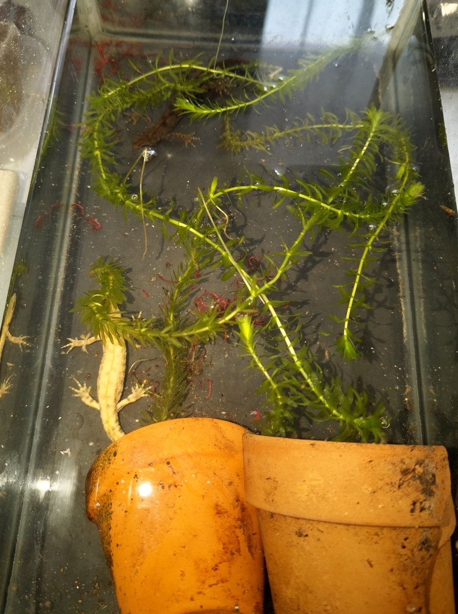 アルプスクシイモリ