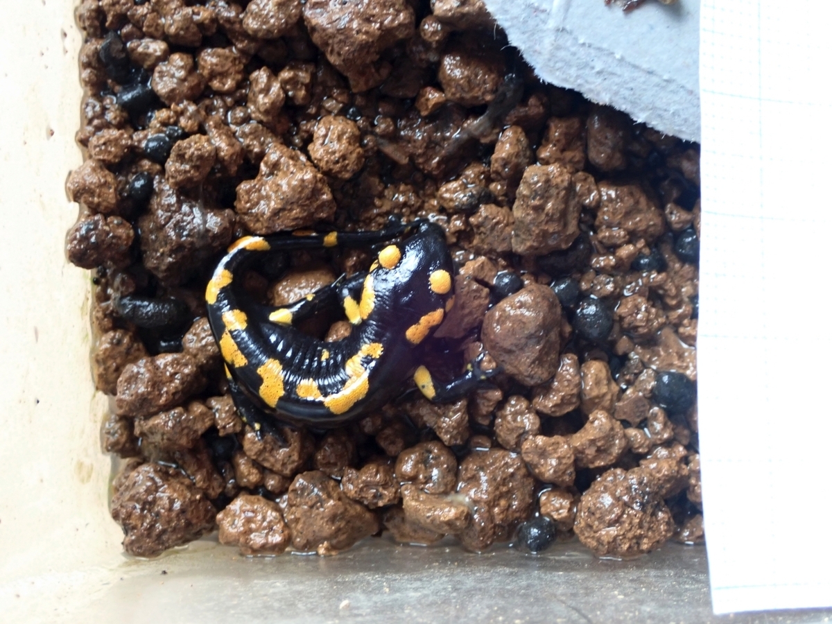 マダラファイアーサラマンダー2025cb幼体