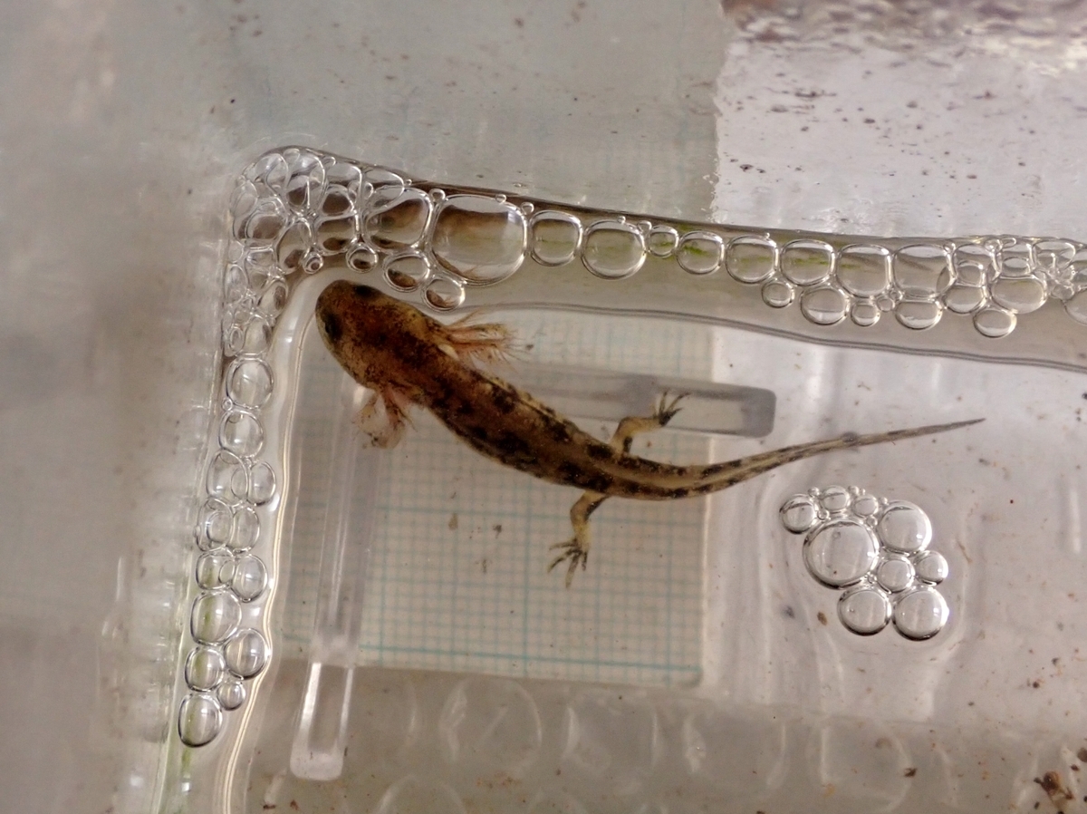 ムジハラサラマンダー幼生1