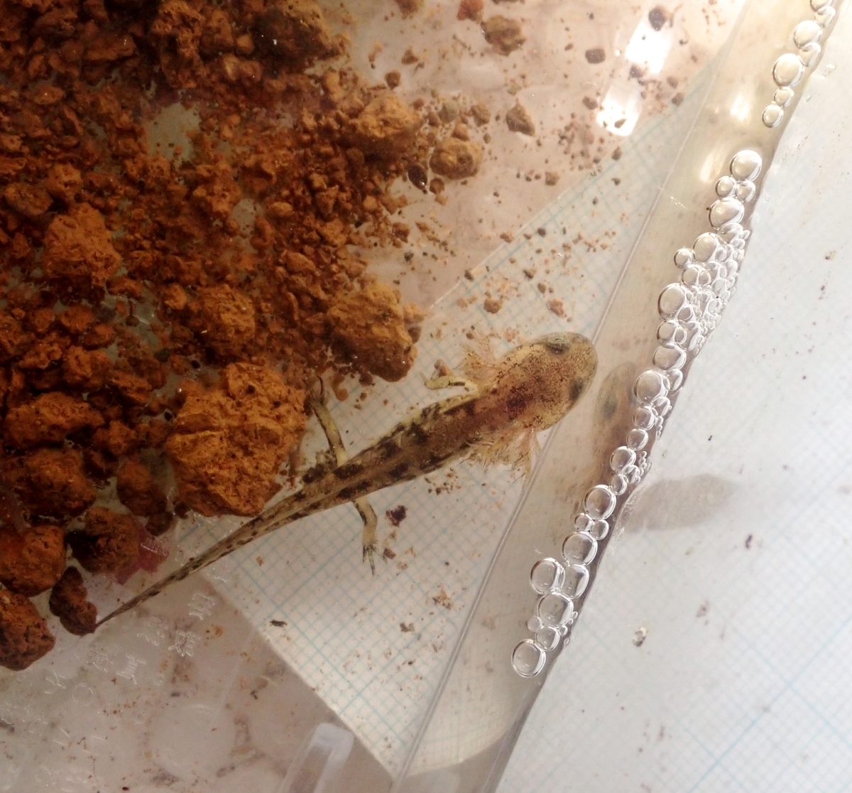 ムジハラサラマンダー幼生2