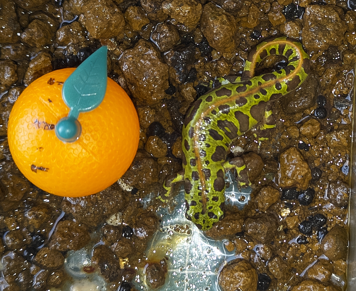 カージスマダライモリ1