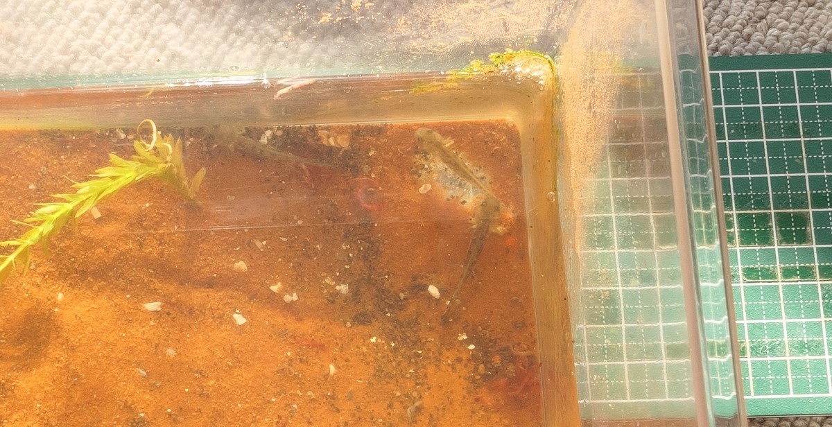 ムジハラサラマンダー幼生