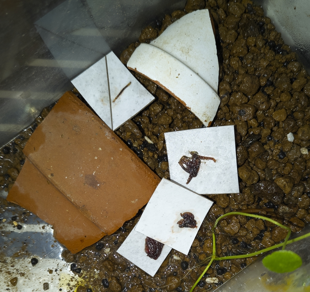 冷凍解凍赤虫に餌付く。