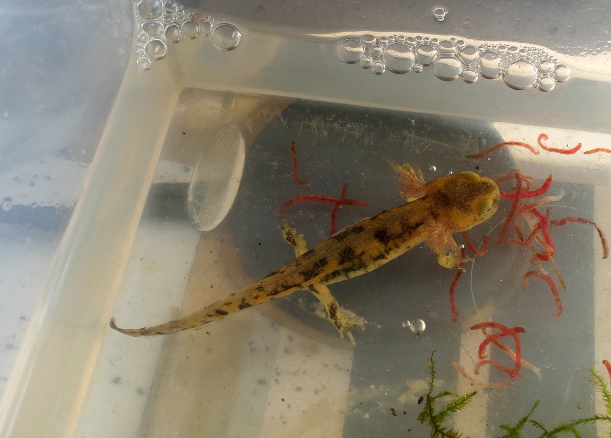 ムジハラファイアサラマンダー幼生1