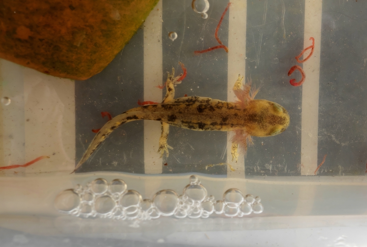 ムジハラサラマンダー2025幼生2