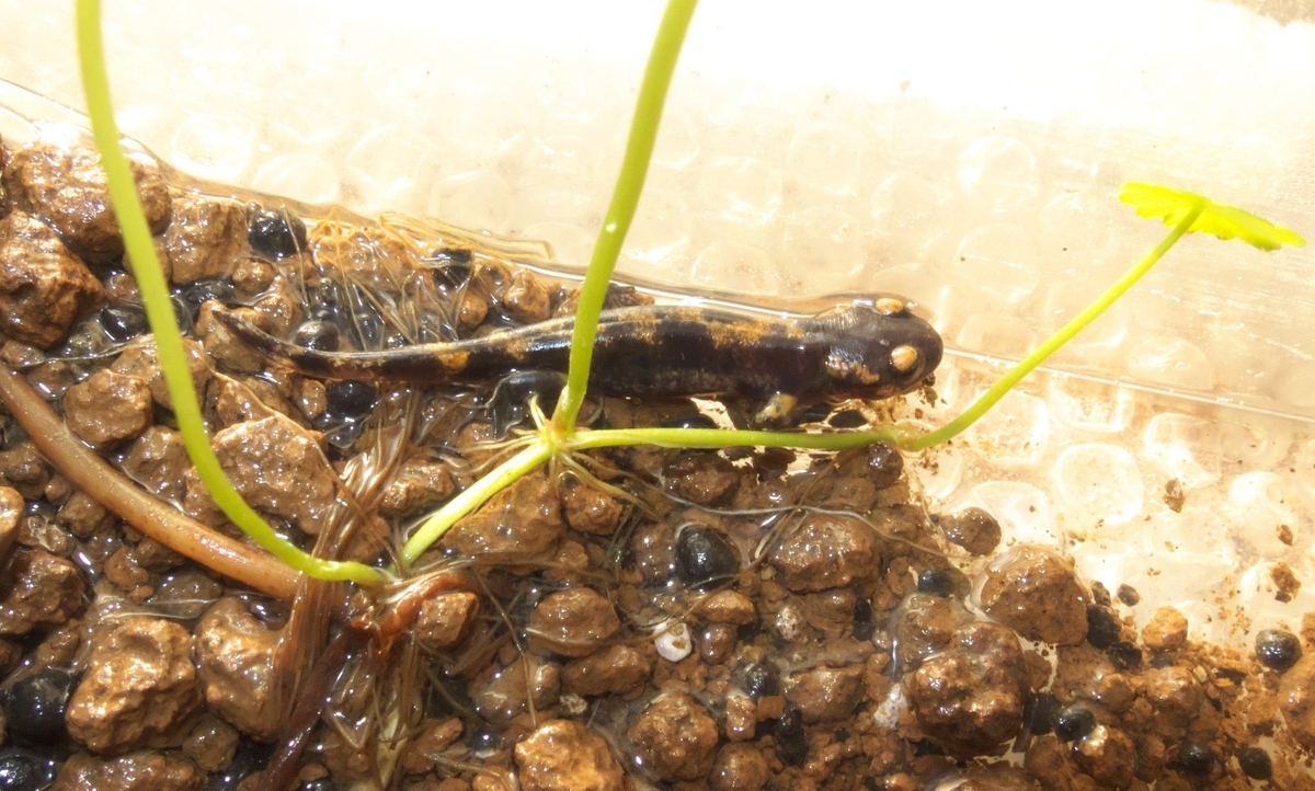 ファイアサラマンダー基亜種幼体