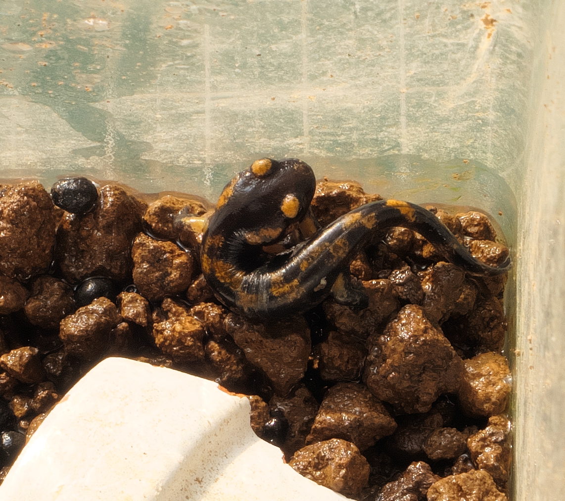 ファイアサラマンダー基亜種