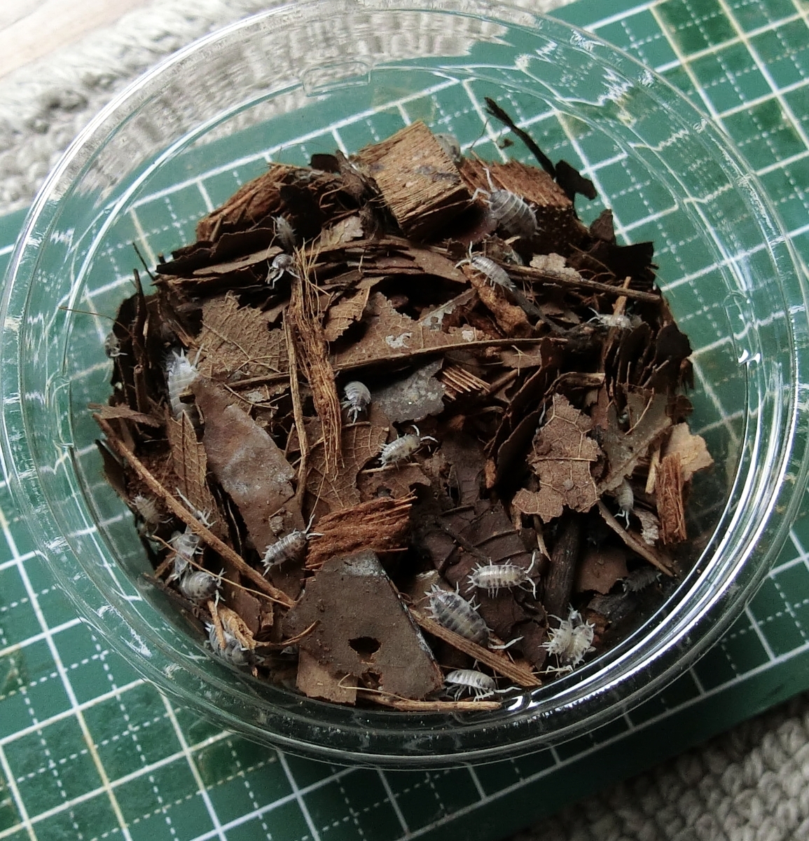 ホソワラジムシ