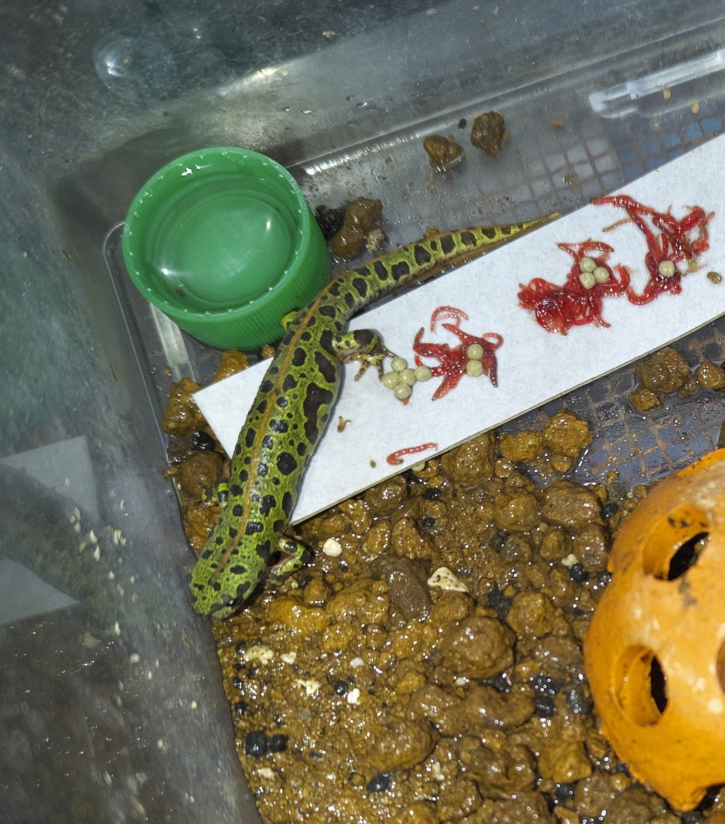 カージスマダライモリ 2024-cb