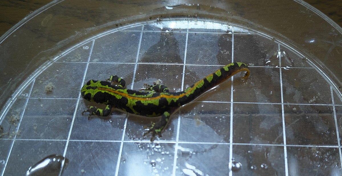 マダライモリのcb'