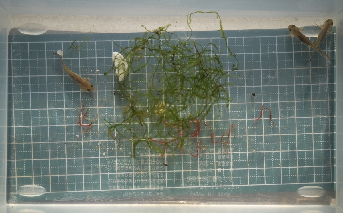 ムジハラサラマンダー幼生