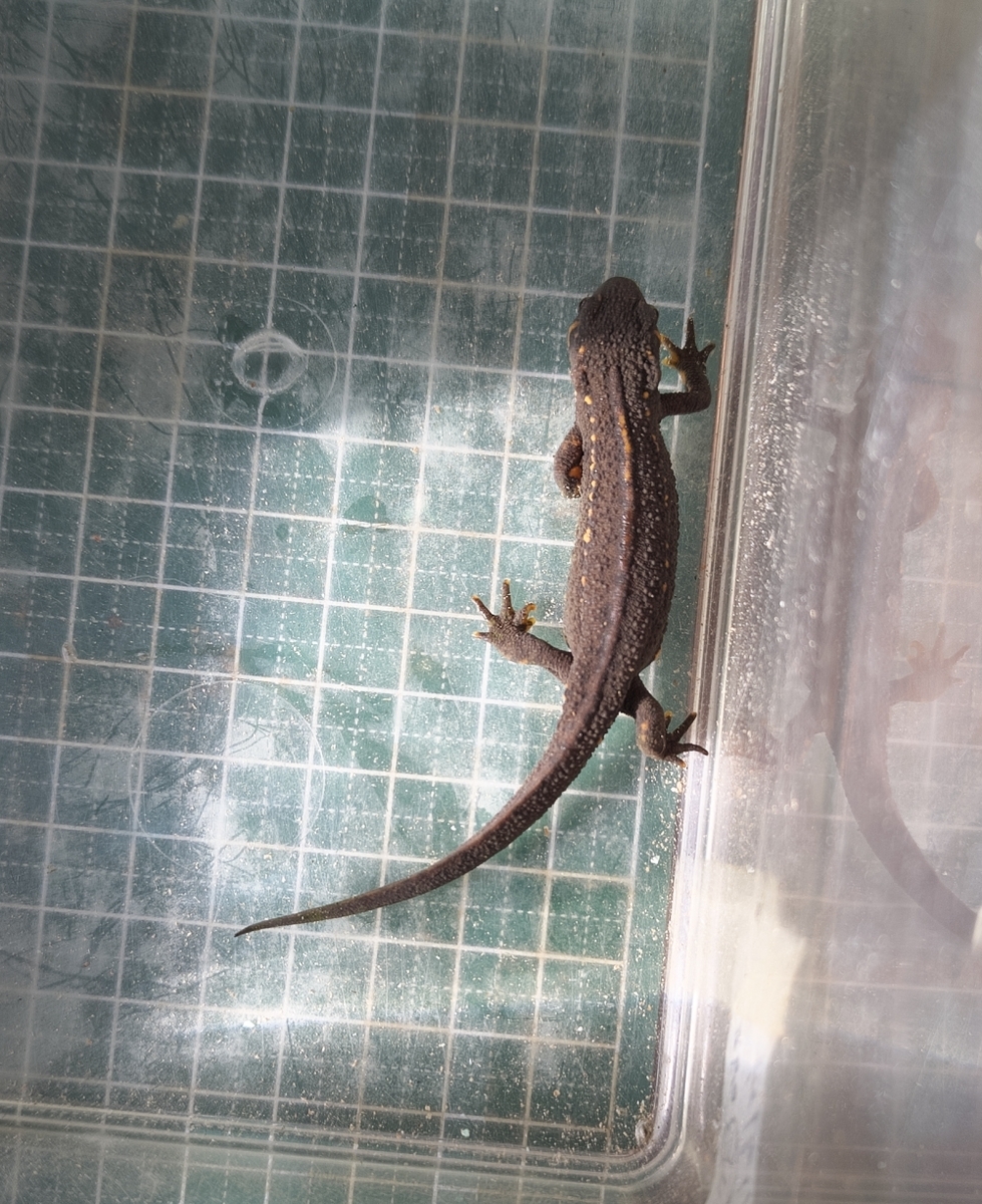 アカハライモリ