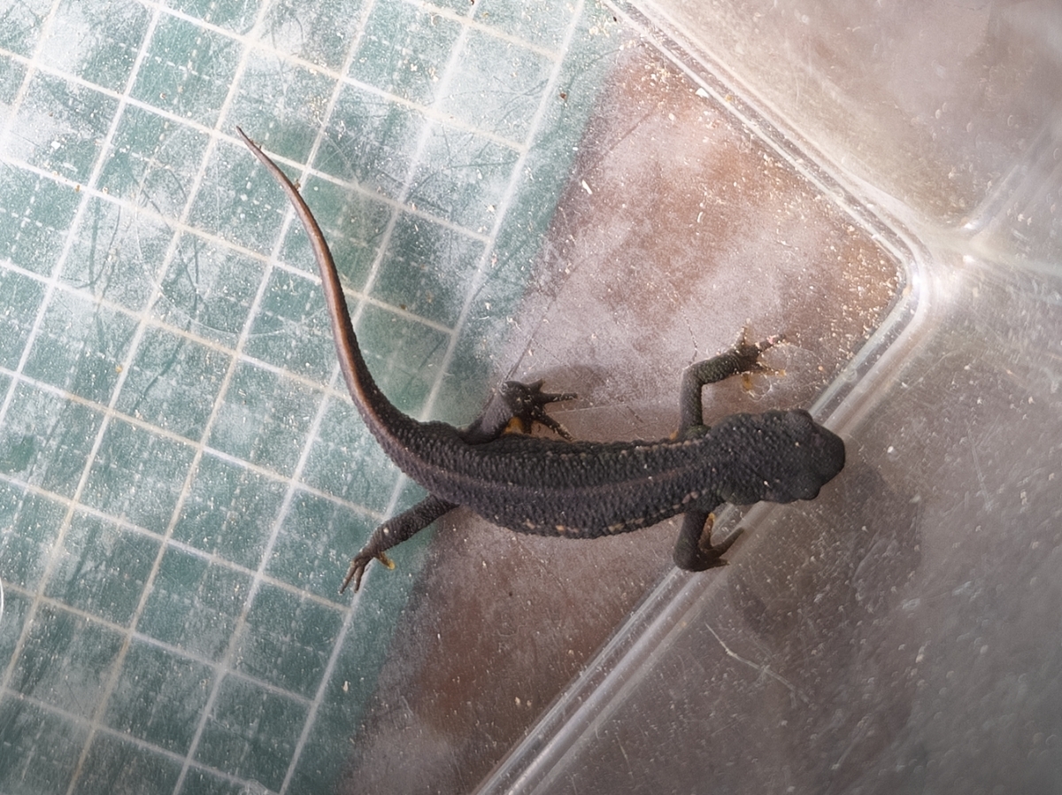 アカハライモリ2