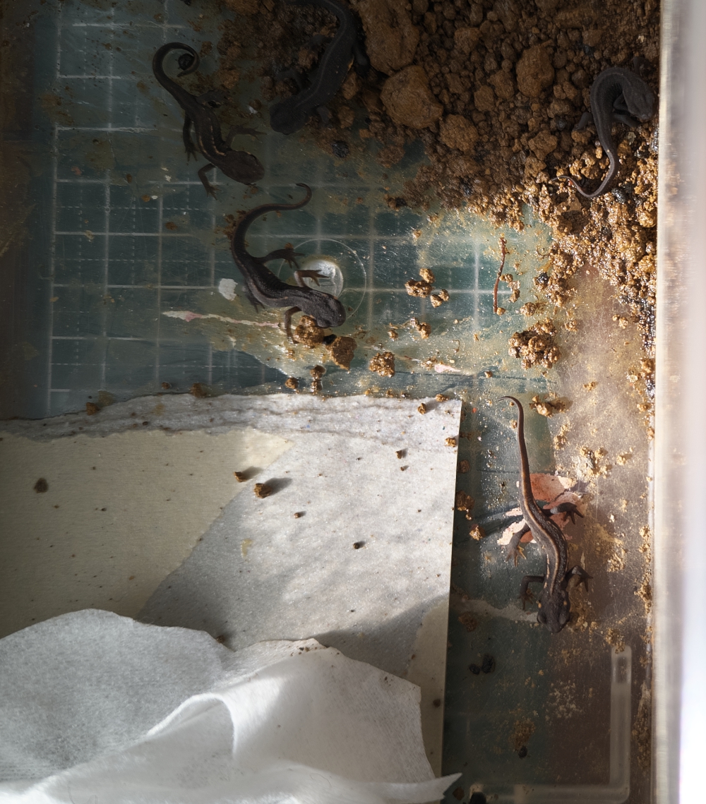 アカハライモリ_CH2024