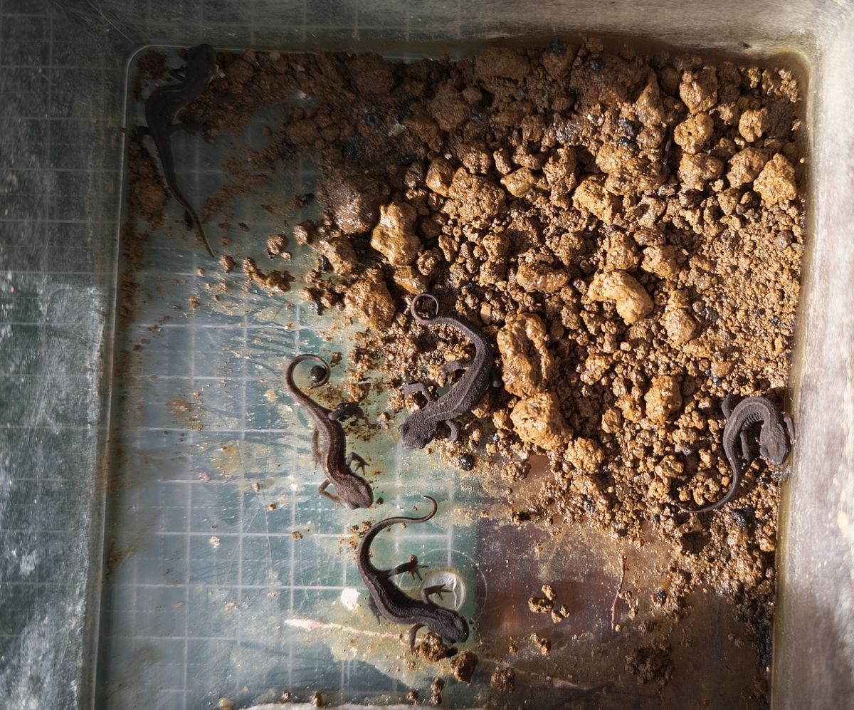 アカハライモリ_CH2024