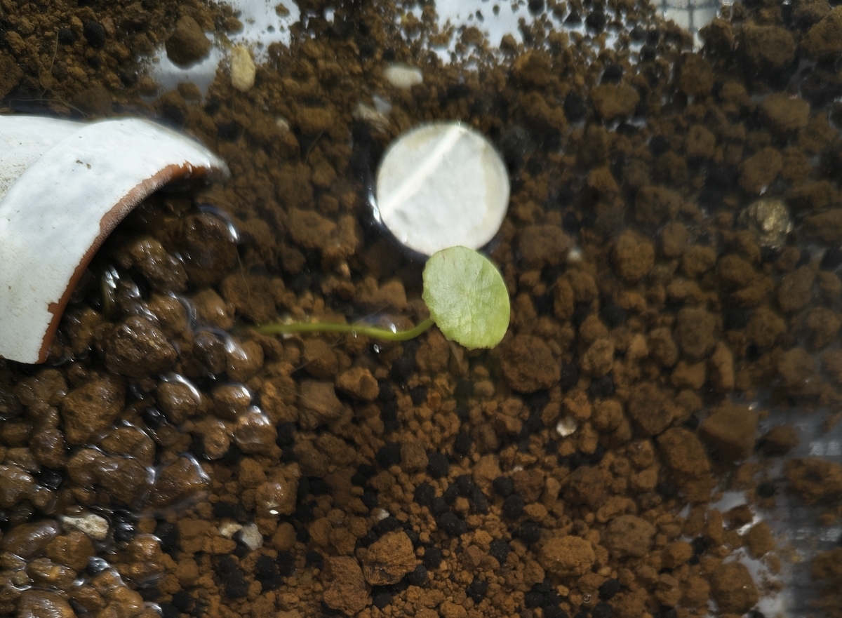 ウォーターマッシュルーム