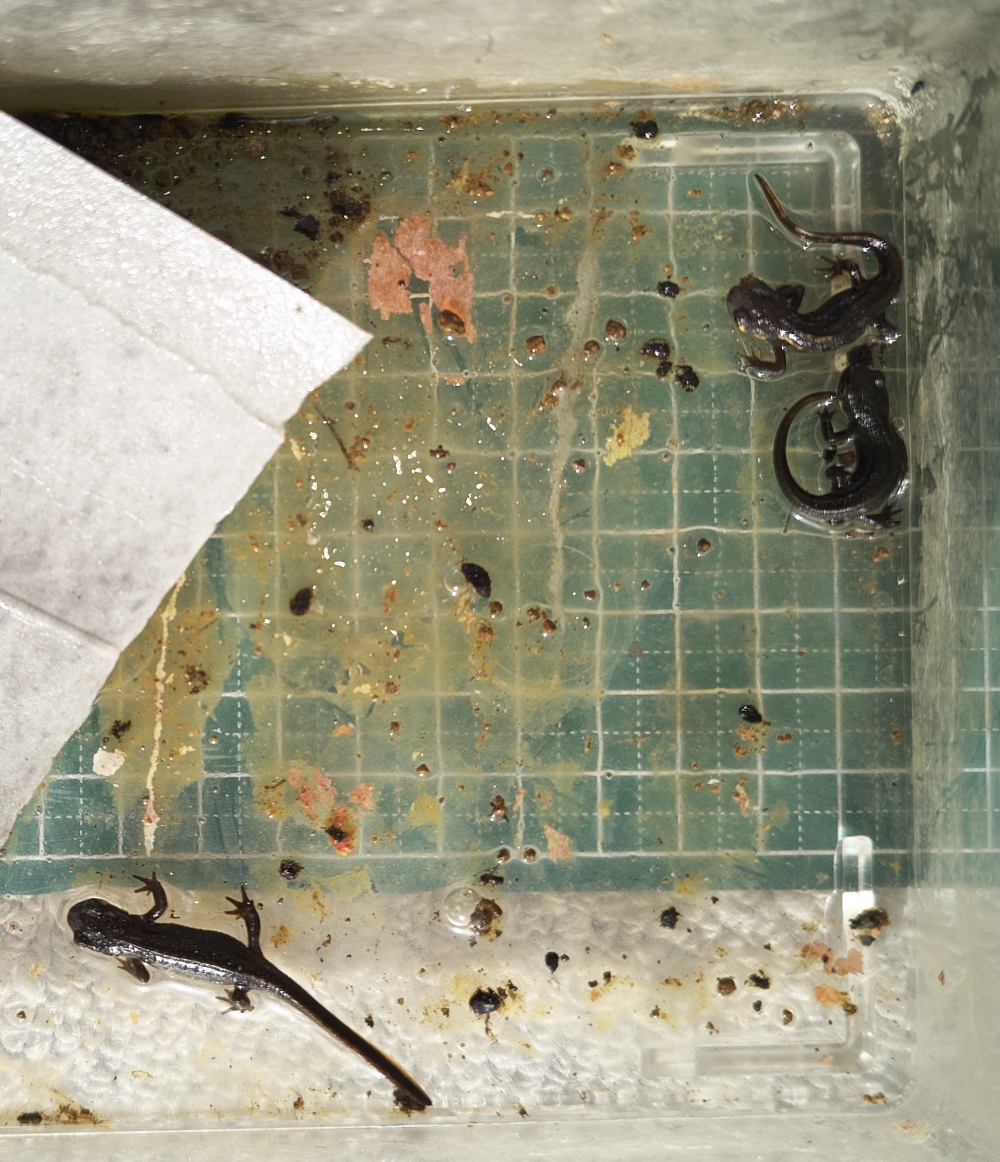 アカハライモリyearling, 4-6