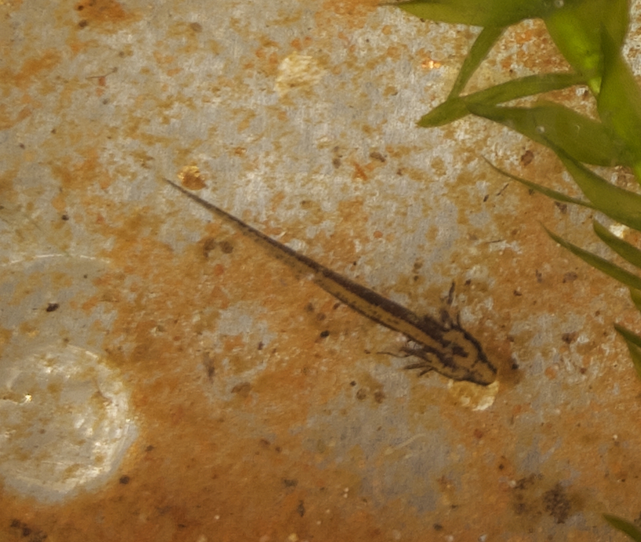 フロリダブチイモリ幼生i