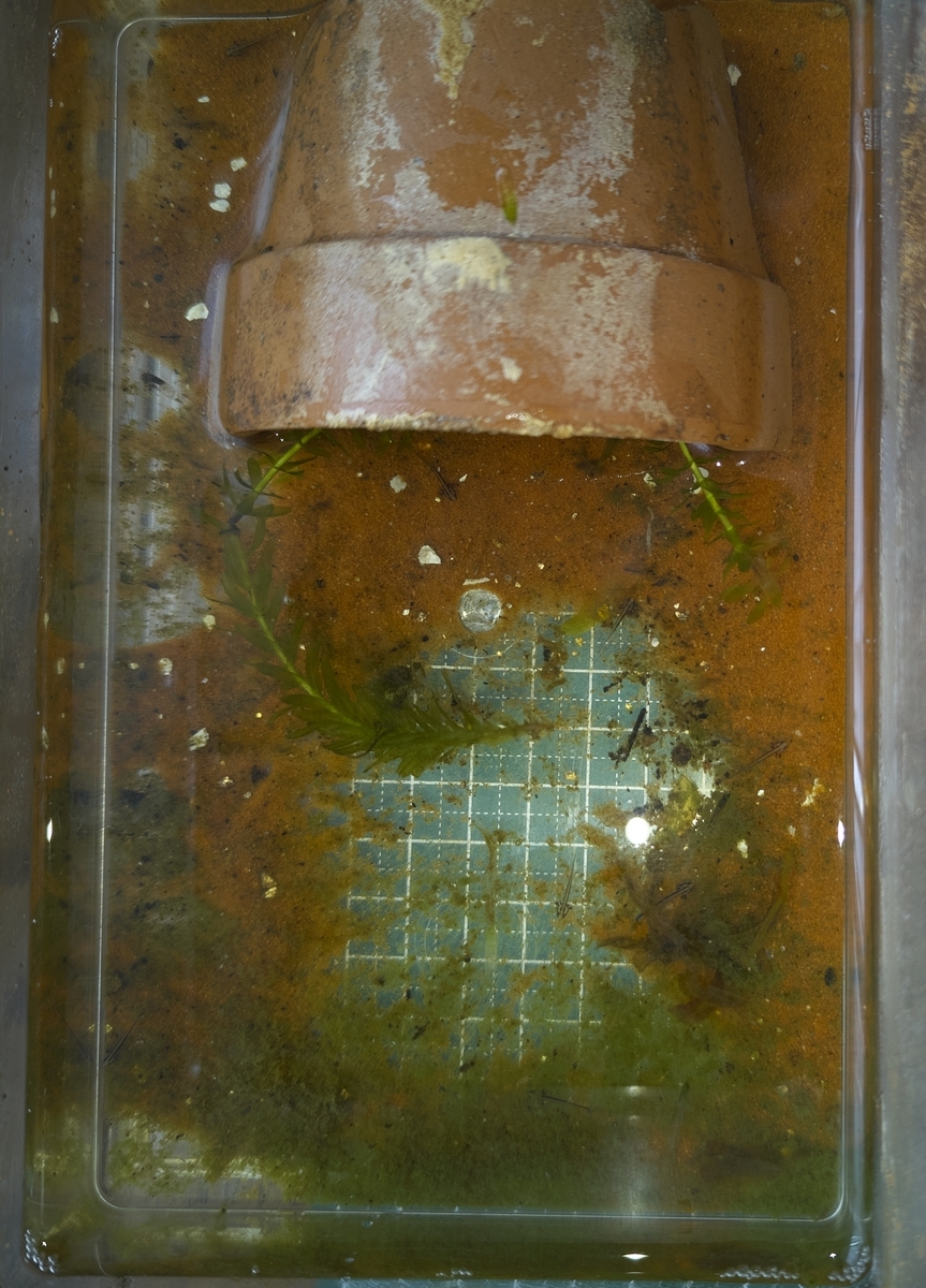 フロリダブチイモリ幼生