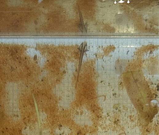 フロリダブチイモリ幼生1