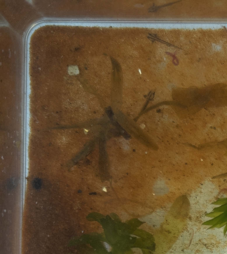 フロリダブチイモリ幼生2