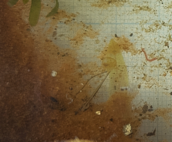 フロリダブチイモリ幼生3