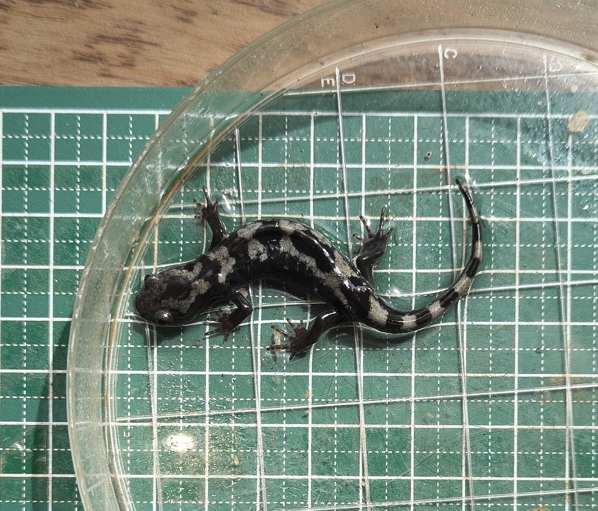 マーブルサラマンダー