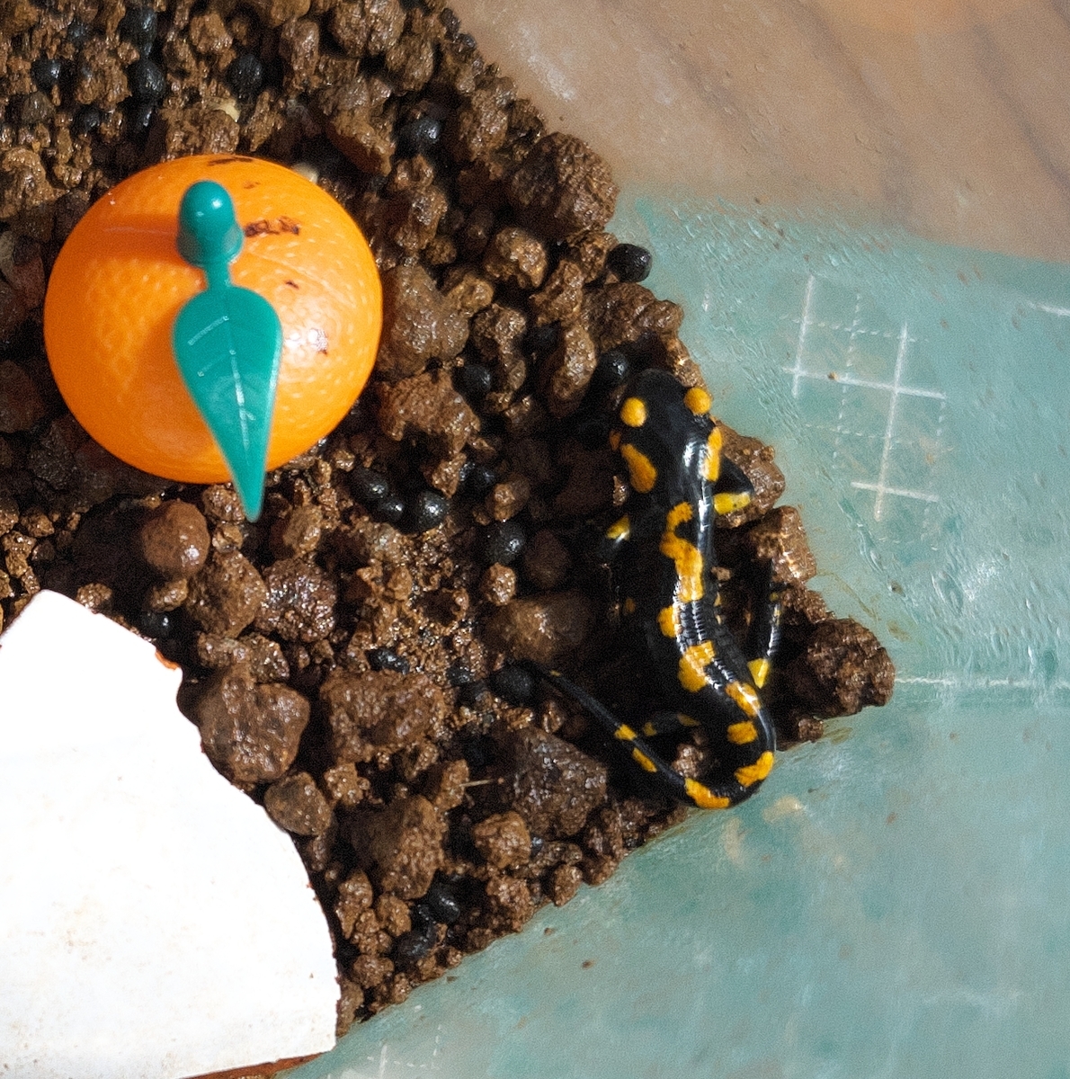 マダラファイアサラマンダー幼体